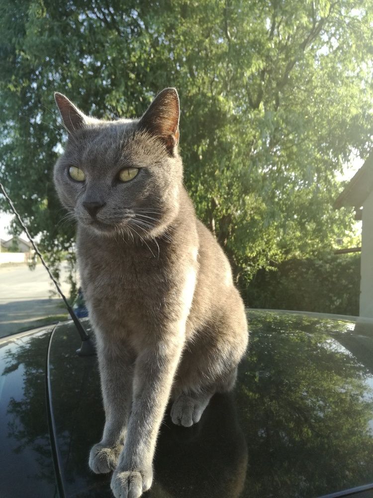 Photo #10797318