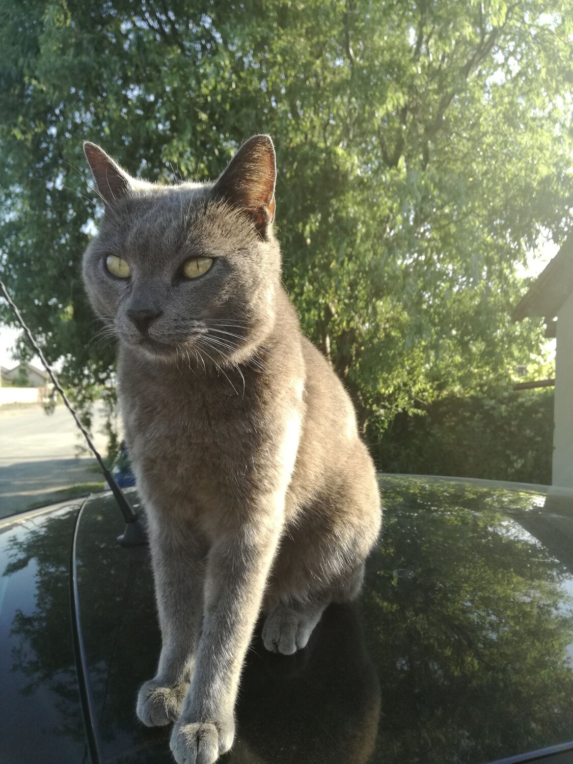 Photo #10797318