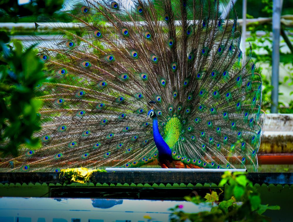 Photograph by Dr Manoj M Kumar