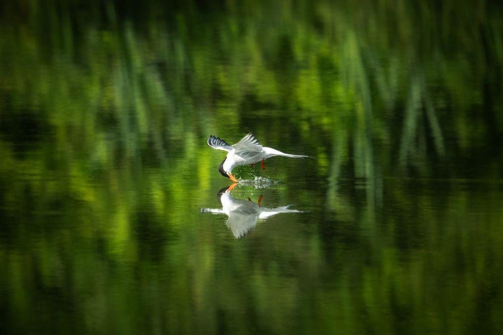 Photograph by Михаил Харитонычев