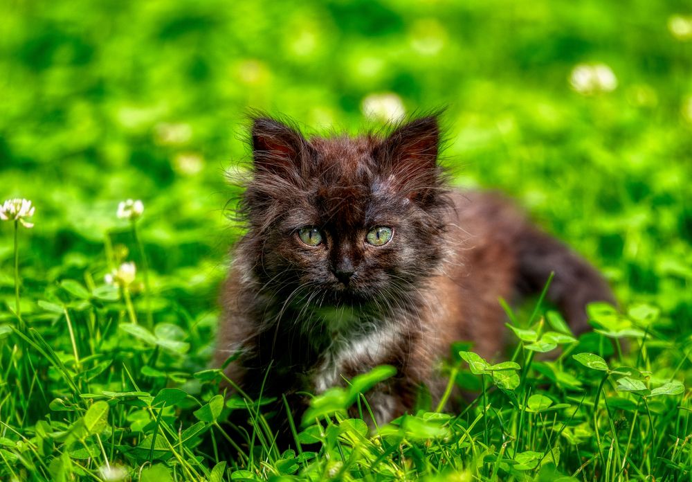 Photograph by Alain Veldin