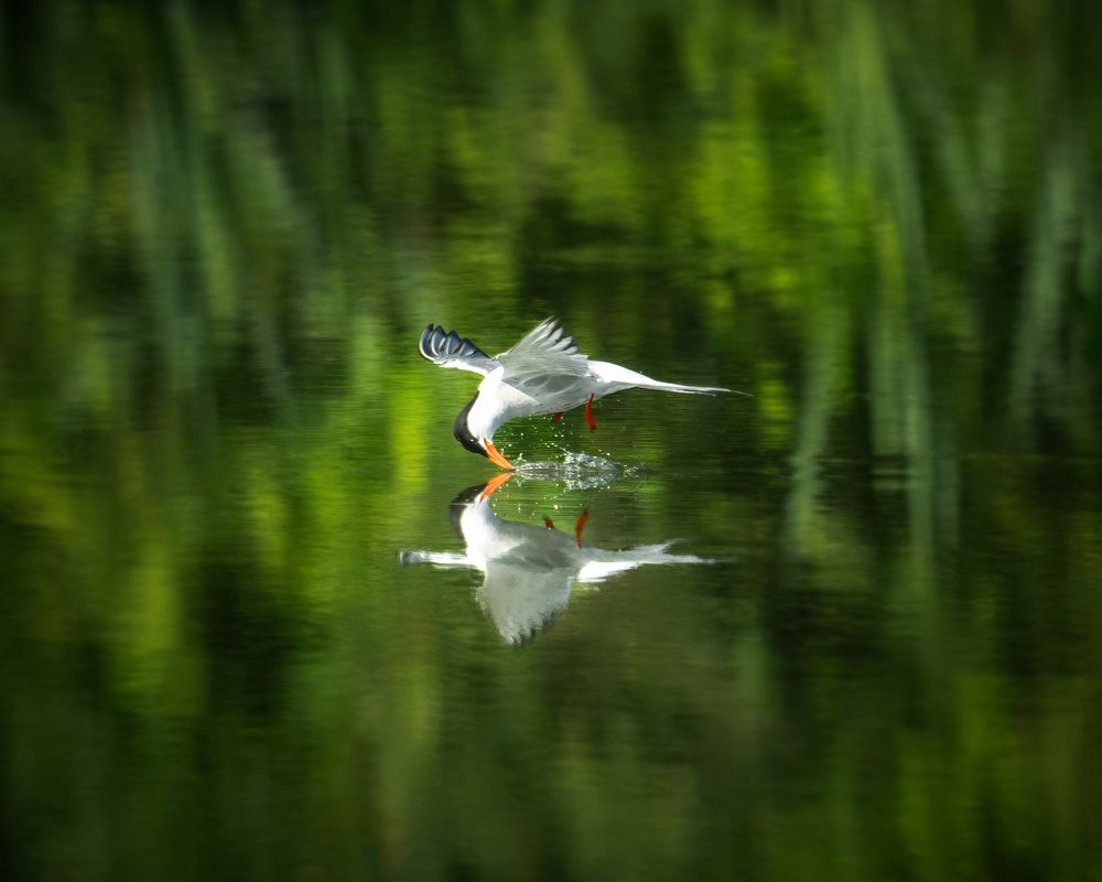 Photograph by Михаил Харитонычев