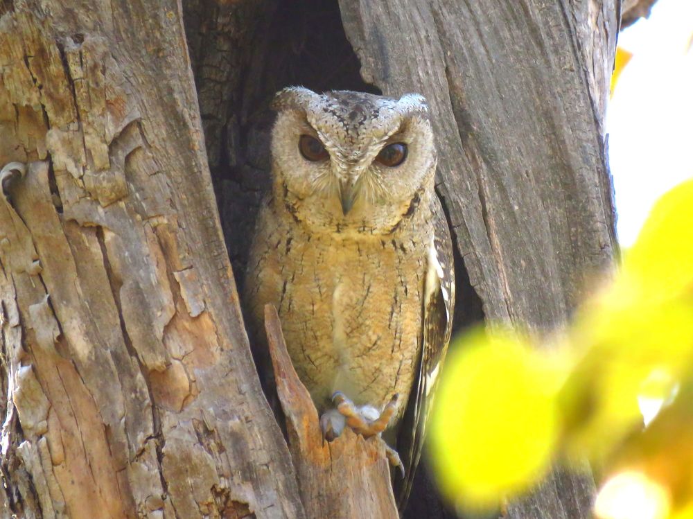 Scop owl enjoying the shades of a tree