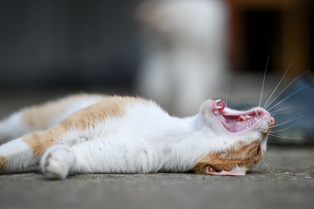 Photograph by Ivan Mandic