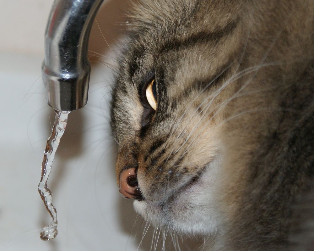 Кот и вода