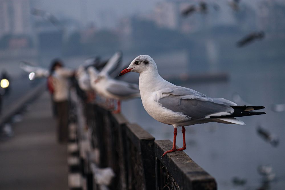 Фотография автора Kushal Lad