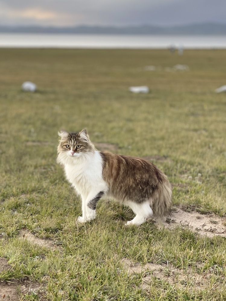 Вроде и не дикая, однако...