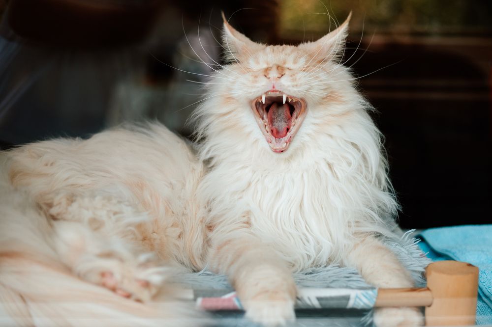 Фотография автора Дарина Фельдман