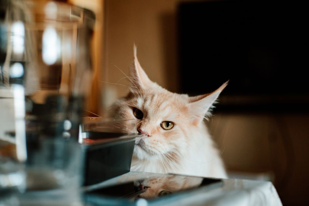 Фотография автора Дарина Фельдман