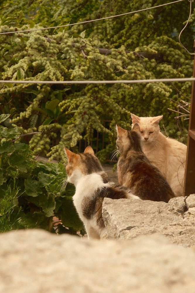 Photograph by Camilla Romano