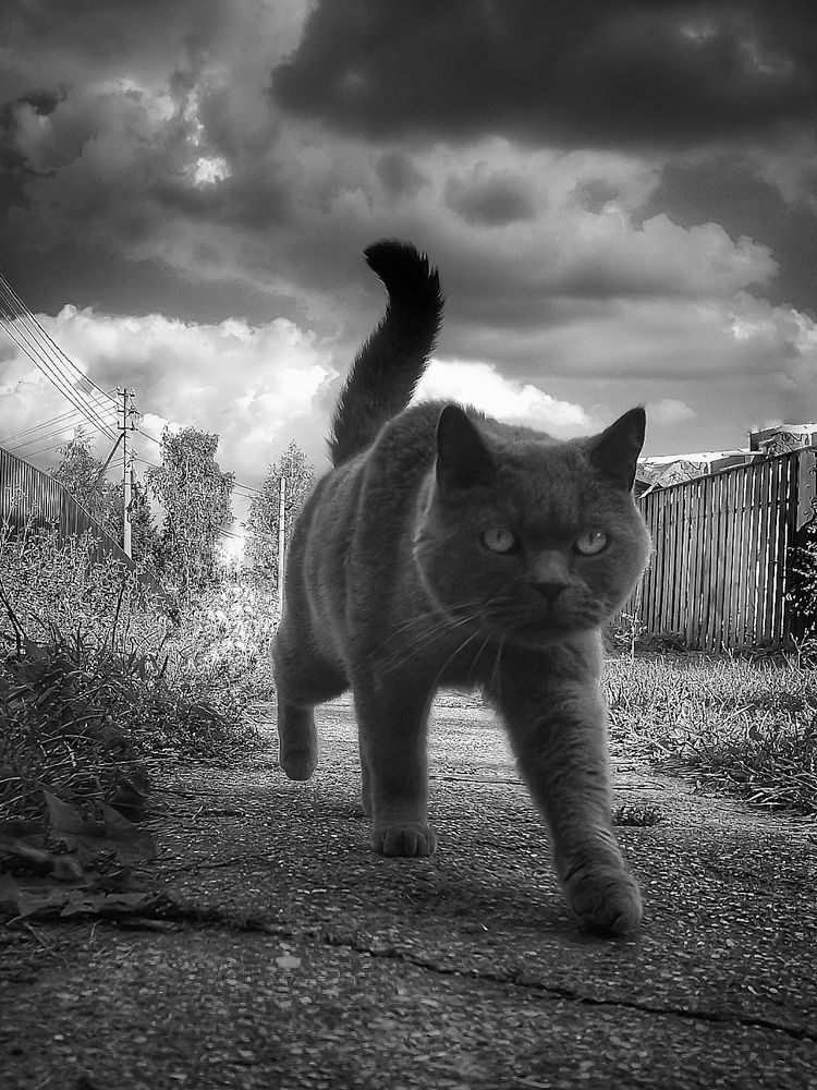 Фотография автора Ольга Сорокина