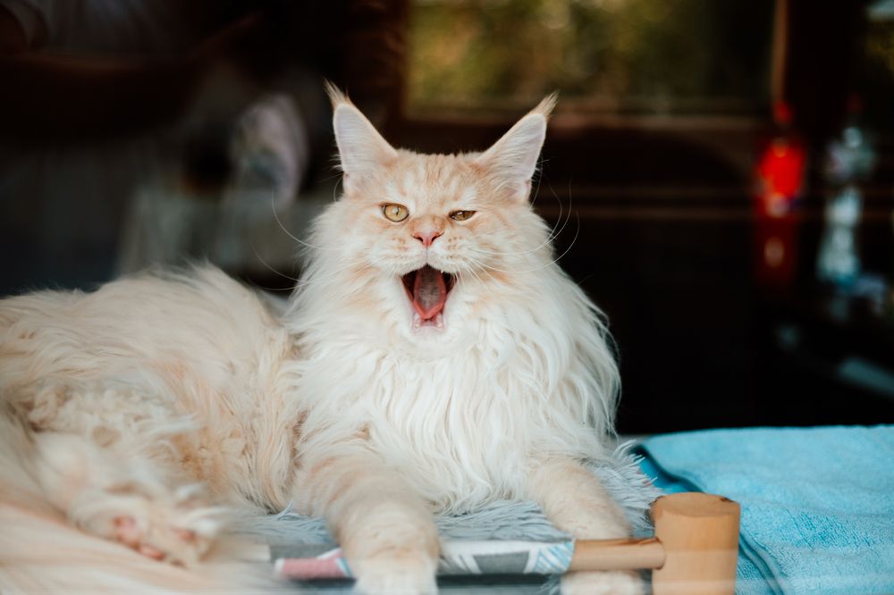 Фотография автора Дарина Фельдман