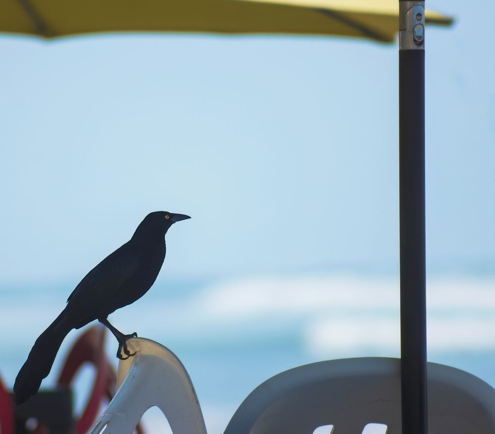 La hurraca de la playa