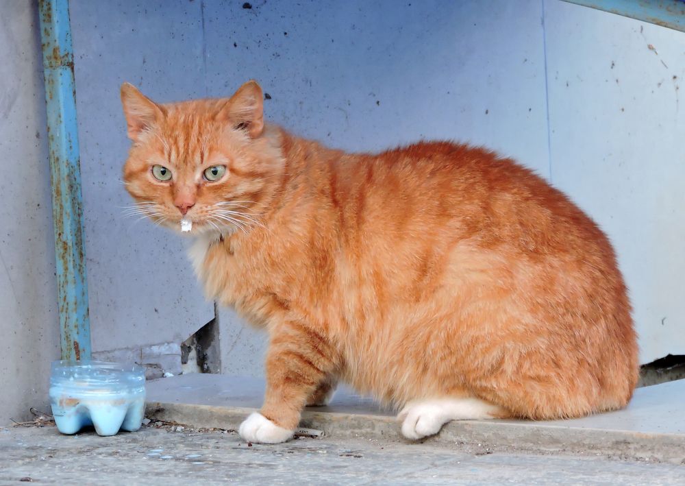 Рыжий и сметана