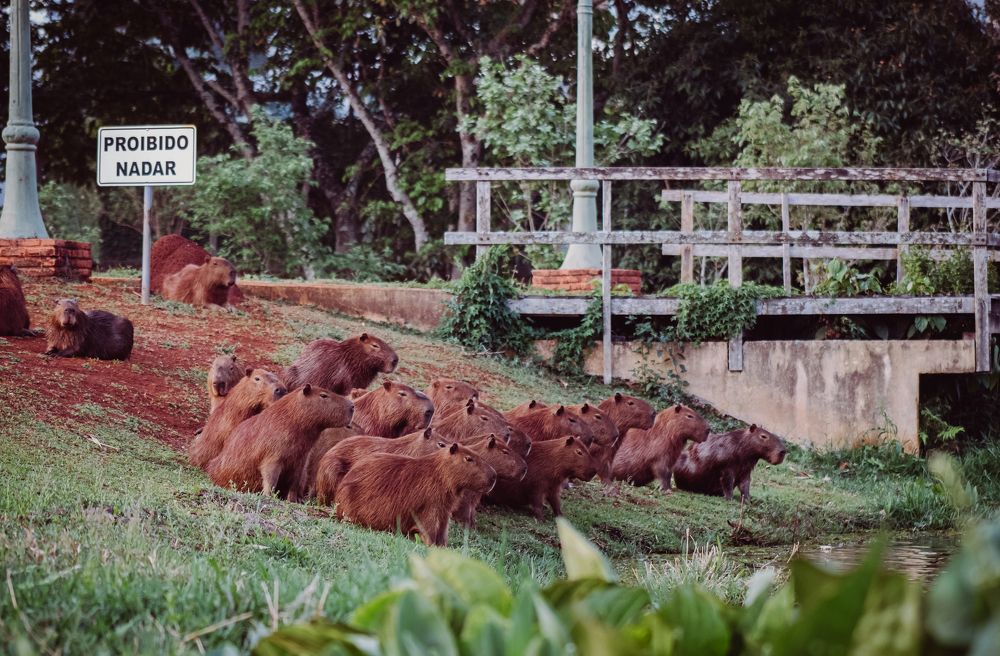 Photograph by SERGIO NORBERTO JUNIOR