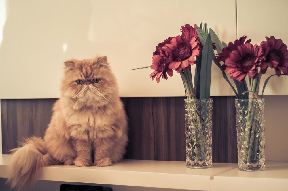 Photograph by SERGIO NORBERTO JUNIOR