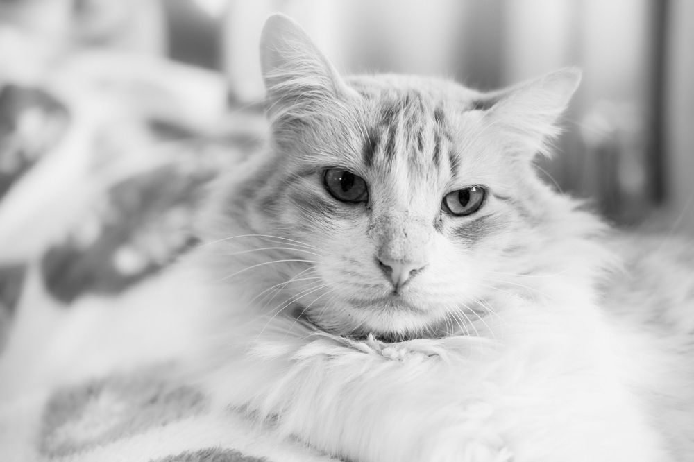 Photograph by SERGIO NORBERTO JUNIOR