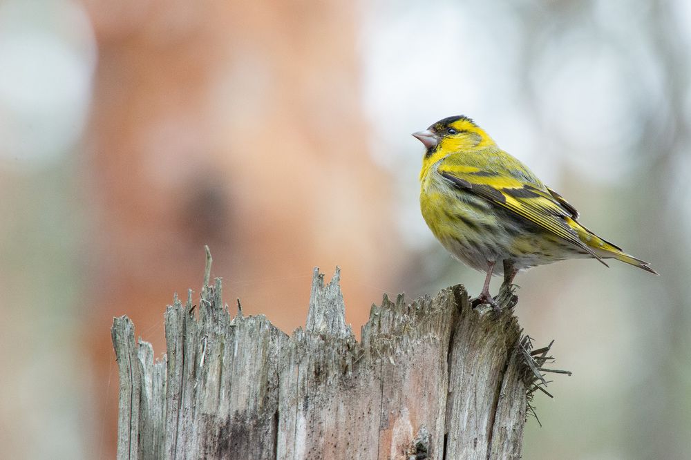 Photograph by Алексей