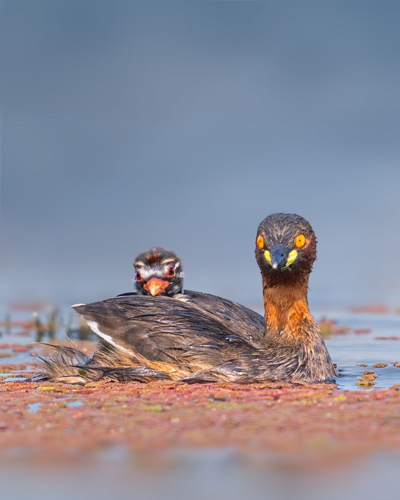 Photograph by Swarup Roy Chowdhury
