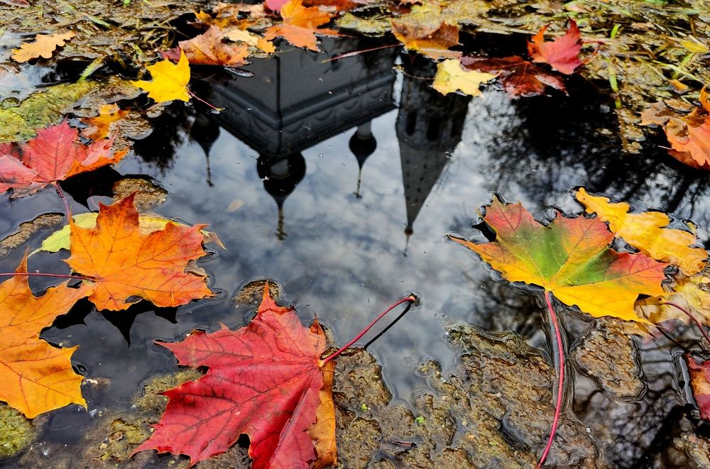 Фотография автора Васильева Дарья