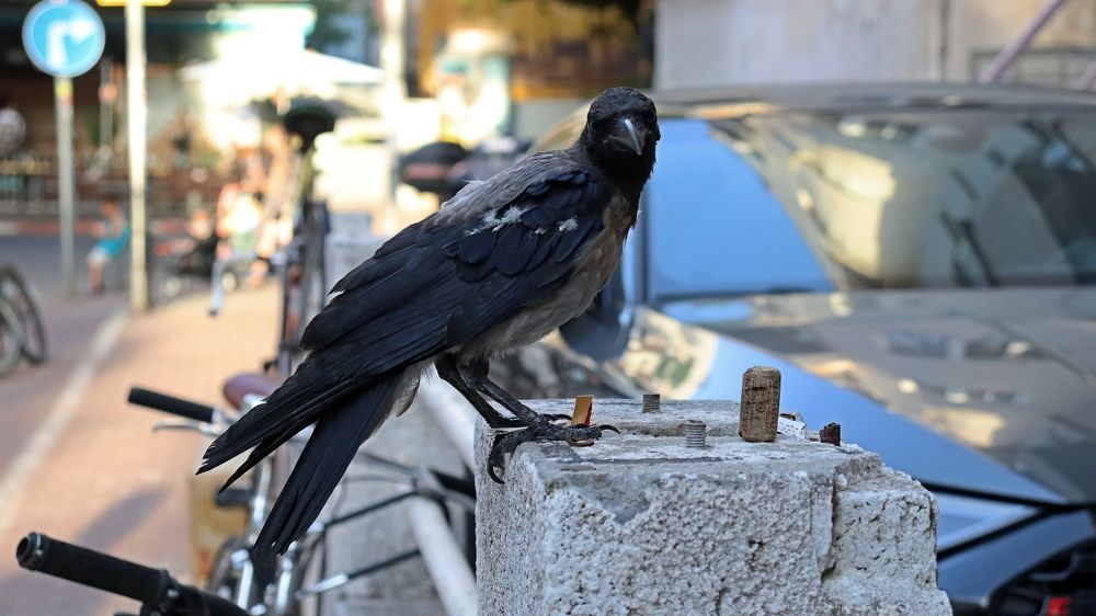 Photograph by Ирина Барановская