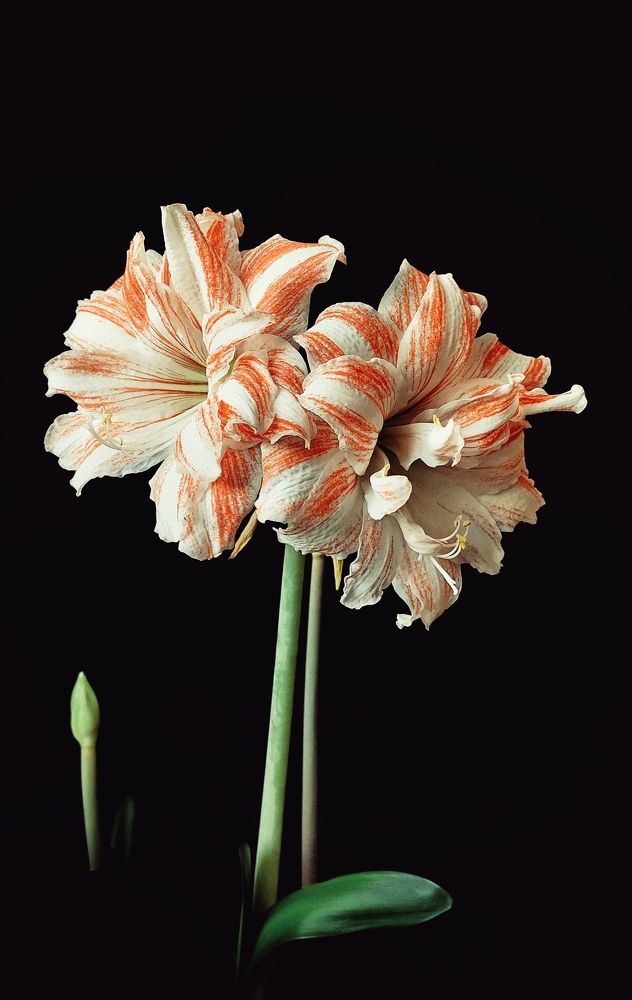 Photograph by Оксана Лоншакова