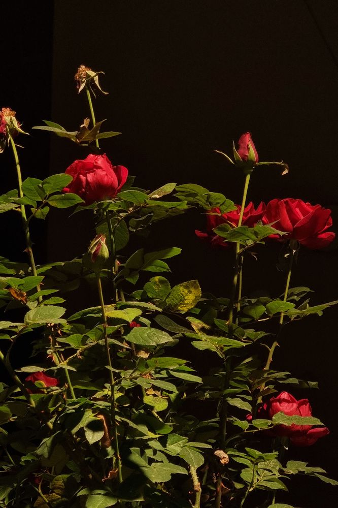 Photograph by Таня Чабаненко