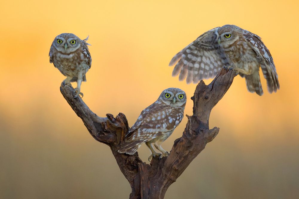 Фотография автора David Manusevich