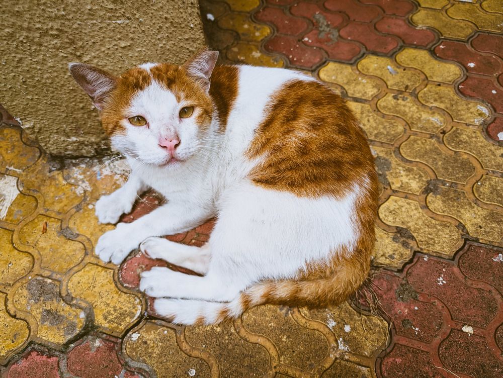 Фотография автора nisha de sousa