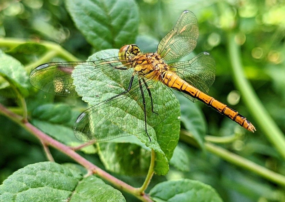 Photograph by Nikolay