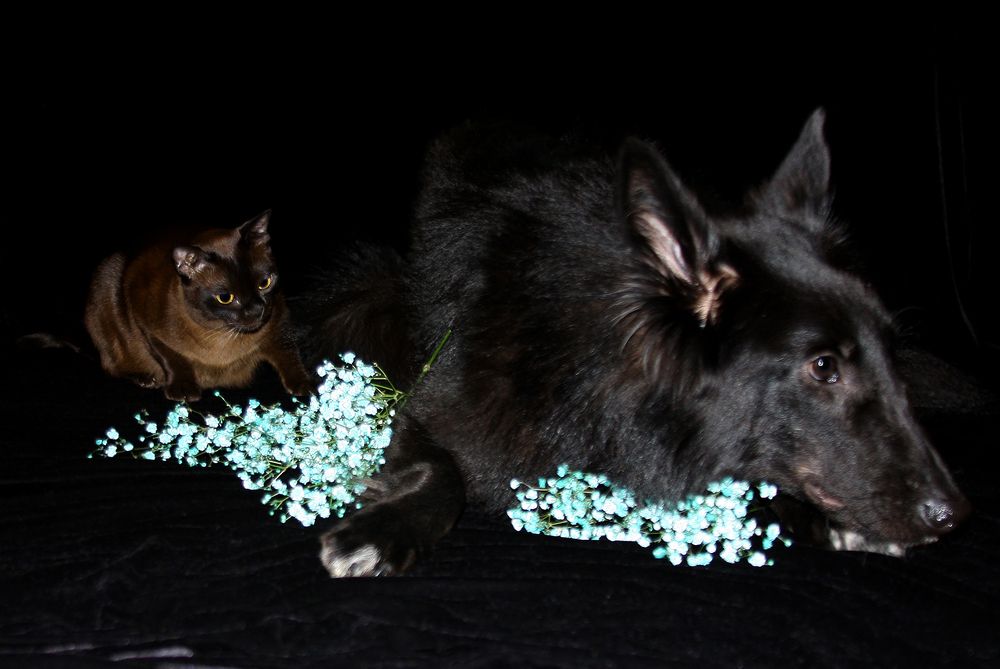 Фотография автора Надежда Лисицына