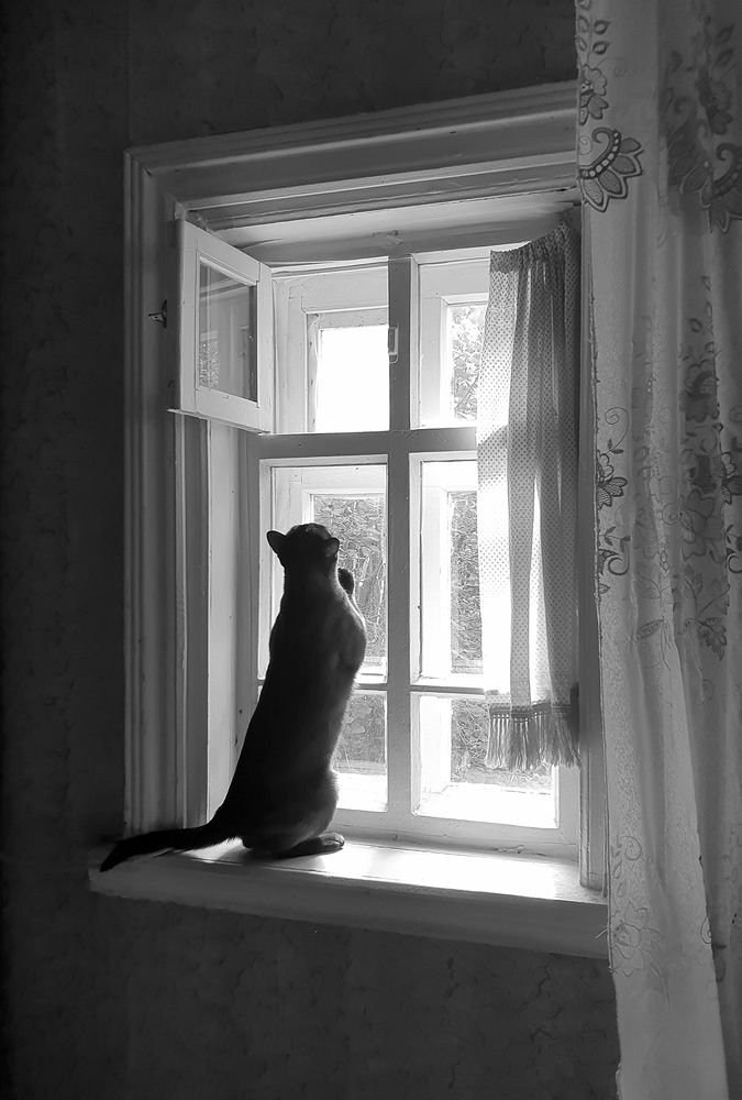 Фотография автора Надежда Лисицына