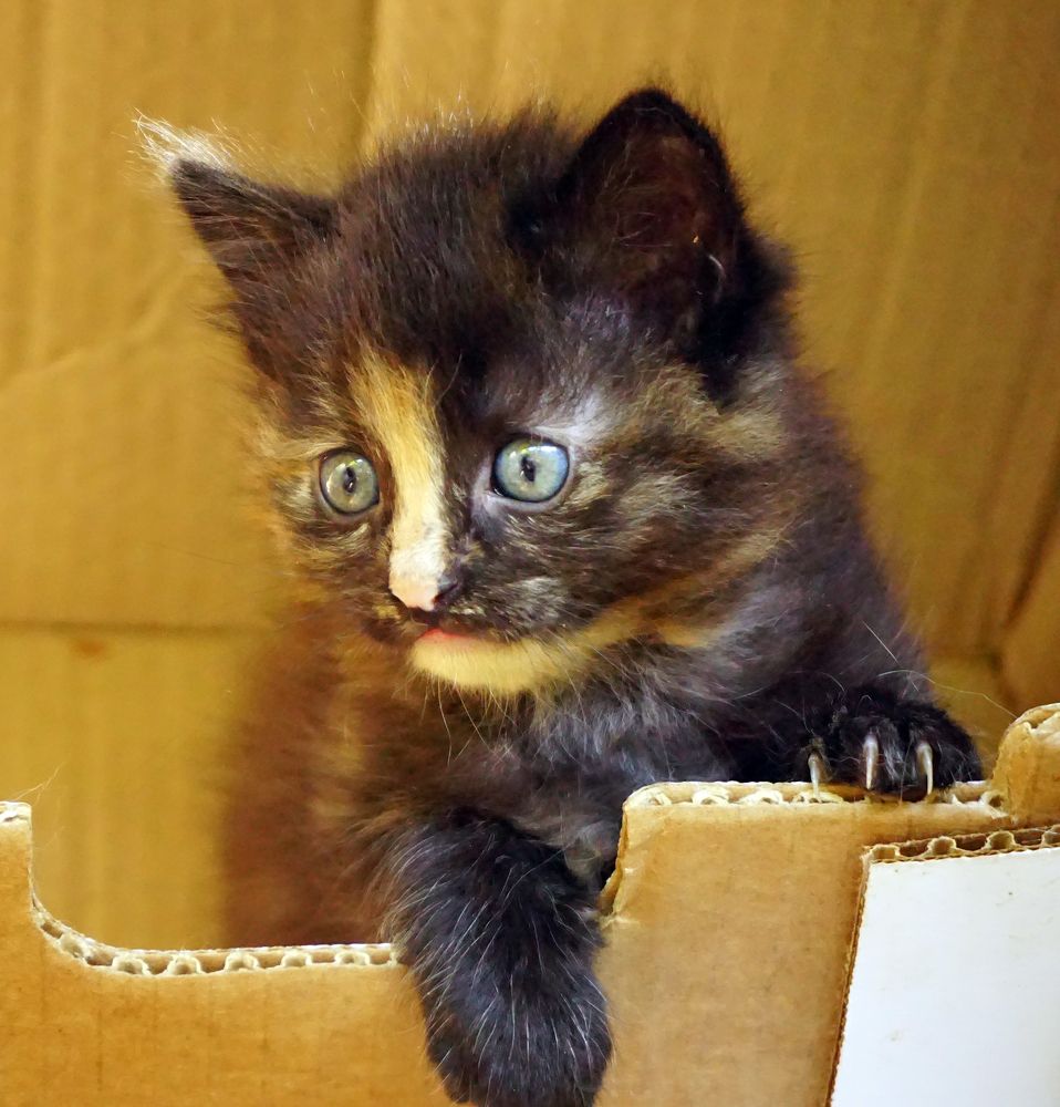 Фотография автора Milena Ivanova