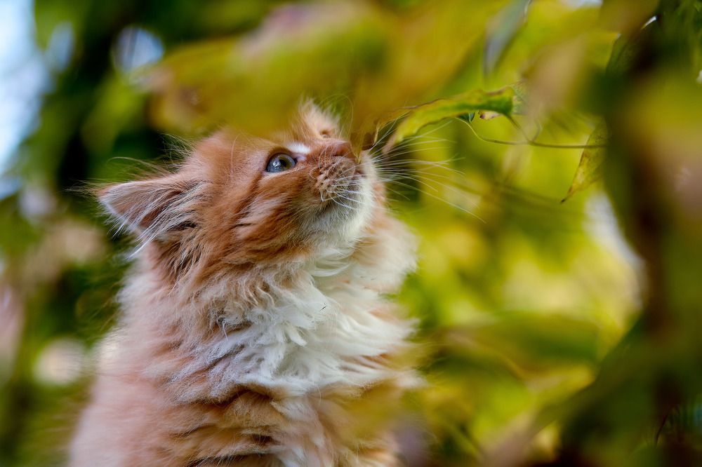 Фотография автора Totoro