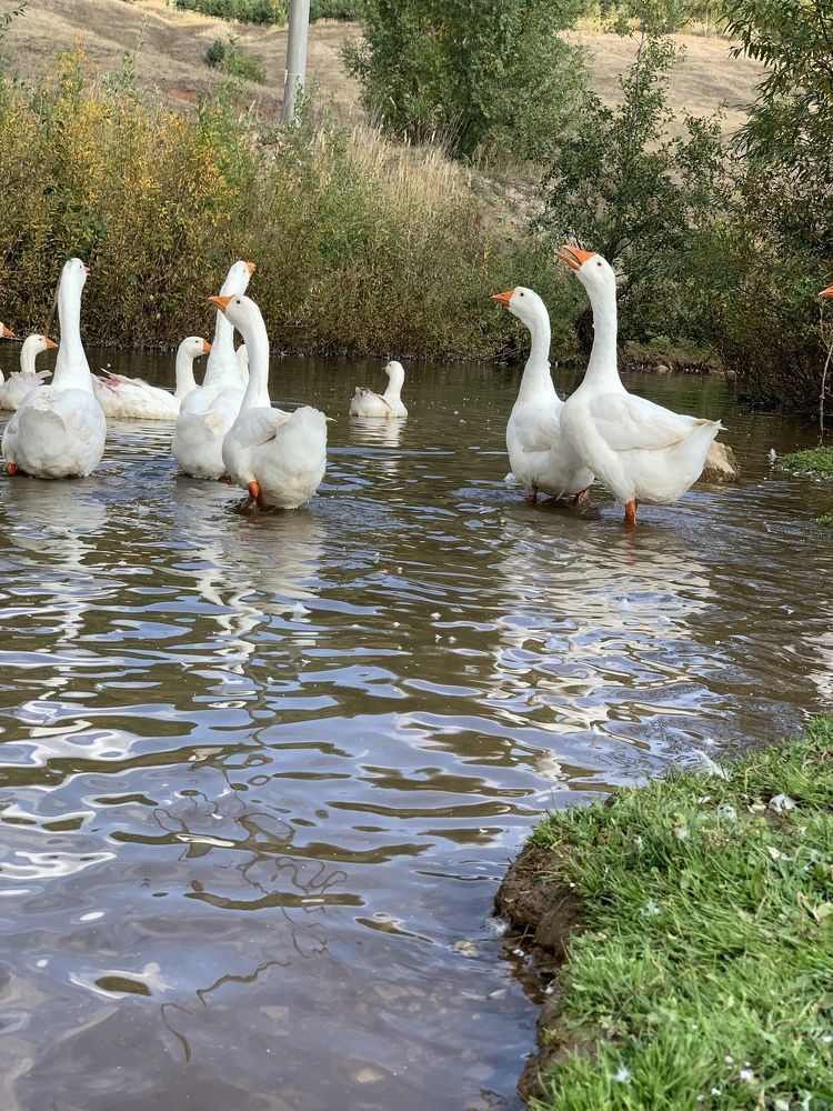 Photograph by гульназ замалеева