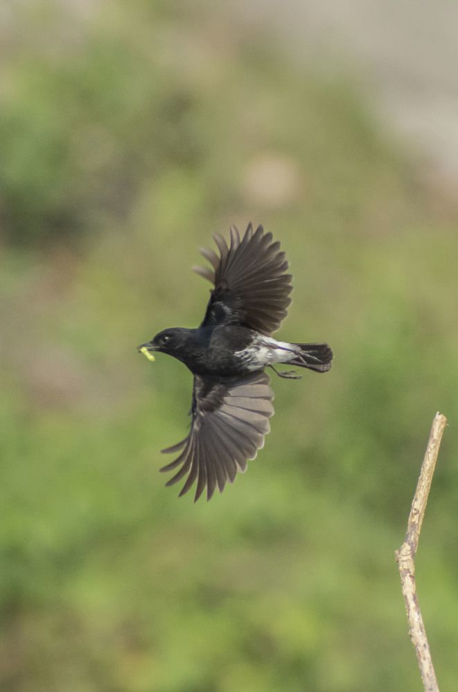 Photograph by Ahana Deb