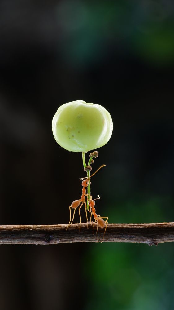 Photograph by Ari Dwi Timurti