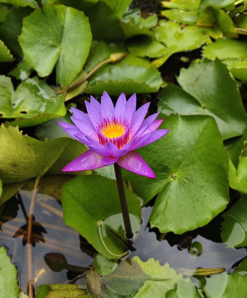 Lotus in Tribal Area
