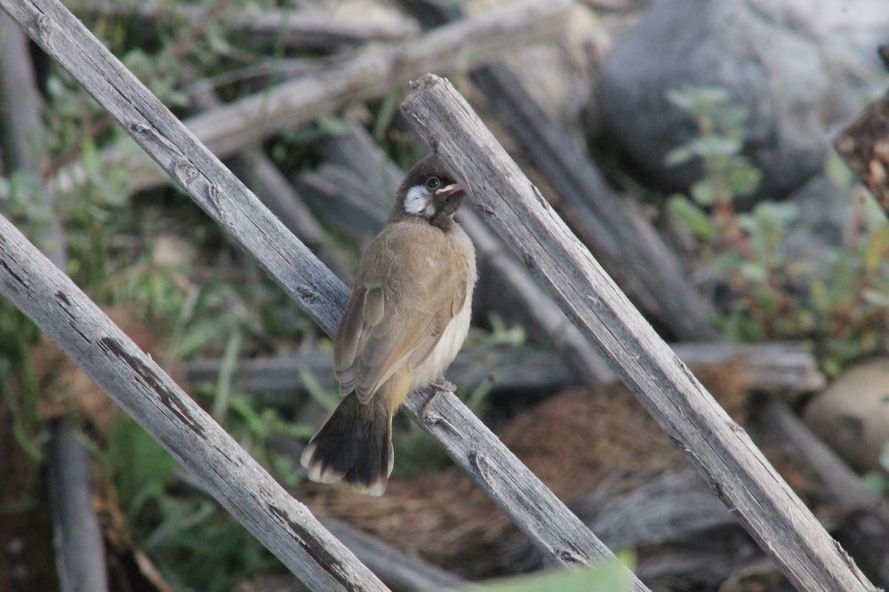 Photograph by Waleed Yousuf Alwahaibi