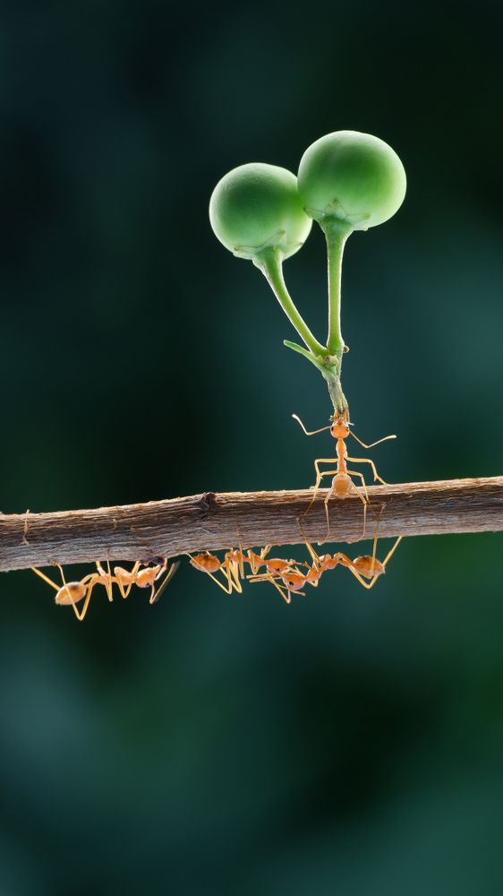 Photograph by Ari Dwi Timurti