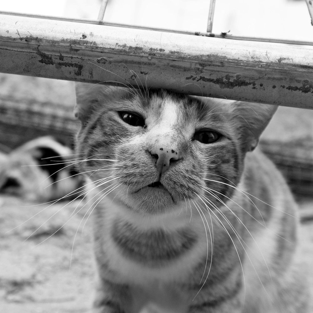 Фотография автора Roy Tuchband