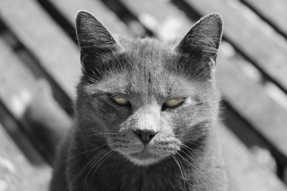 Фотография автора Анатолий Дауров