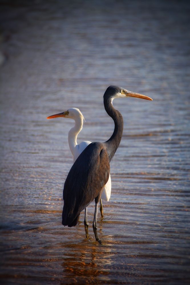 Птичьи радости!