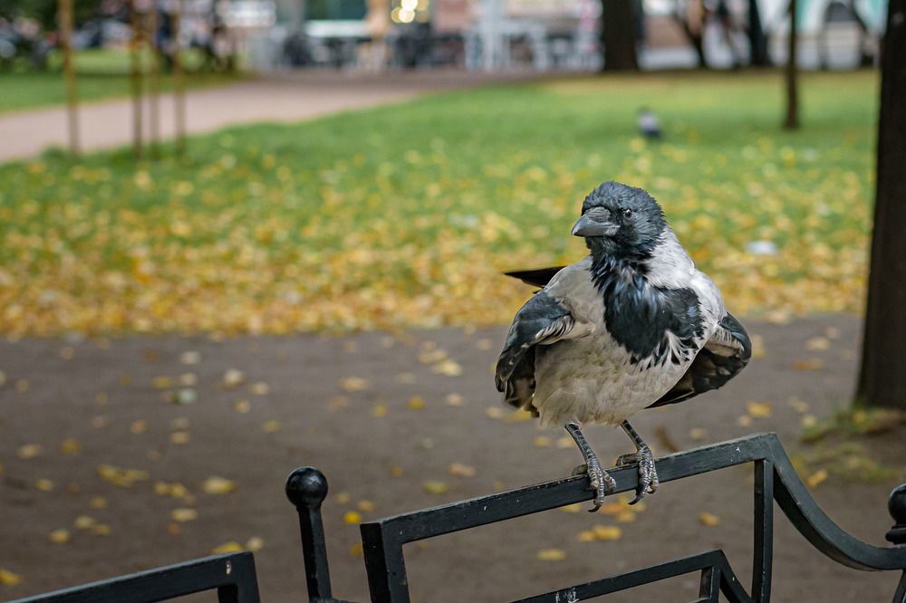 Питерская модель/St. Petersburg model