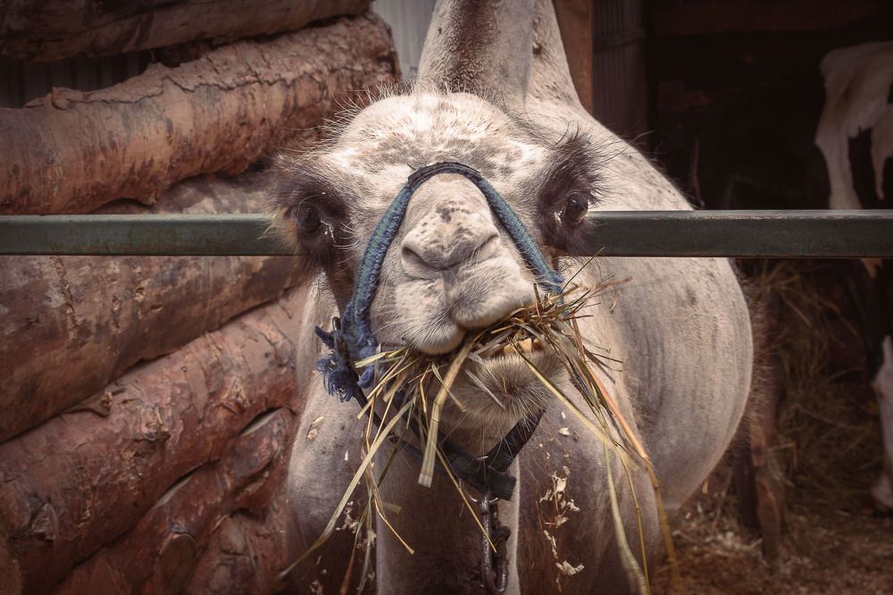 Верблюд/Camel