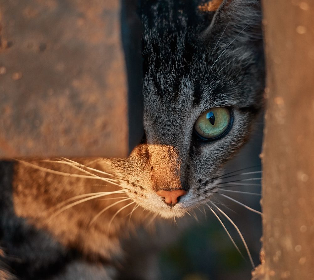 Photograph by Prometej