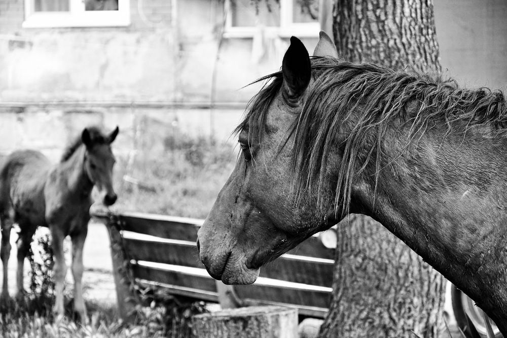 Photograph by Светлана Поляничева