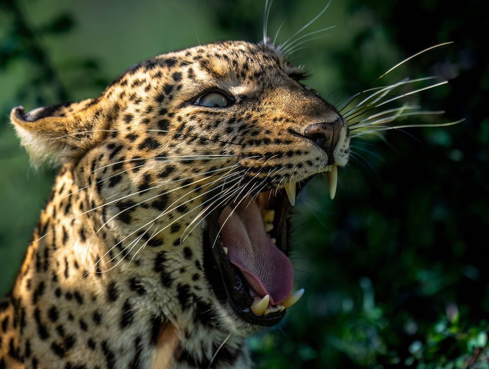 Фотография автора Rajharsha Narayanswamy Narayanswamy