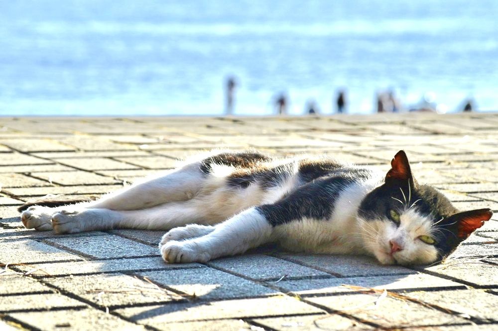 Photograph by Светлана Поляничева
