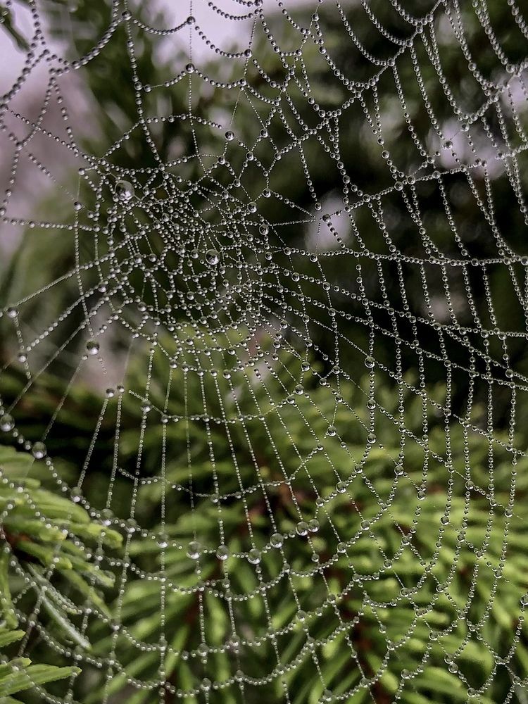 Photograph by Zinaida Sassarini